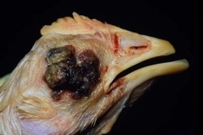 Hindi Hastalıkları Belirtileri ve Tedavisi Hindi Hastalıkları Belirtileri ve Tedavisi