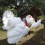 Hindi Kuluçka Süresi Hindi Kuluçka Süresi