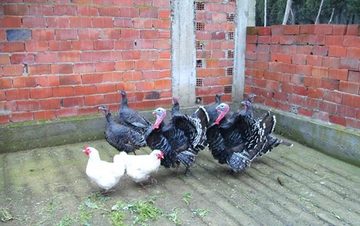 Dişi Hindi Türleri ve Özellikleri Dişi Hindi Türleri ve Özellikleri