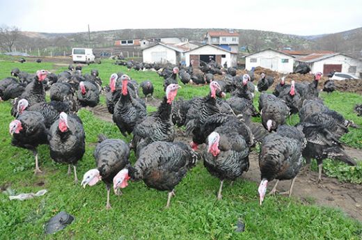 Hindi Bakımı Nasıl Yapılır?
