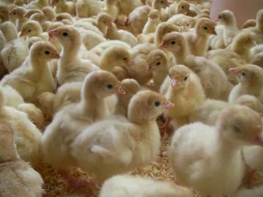 Hindi Civcivi Türleri ve Özellikleri