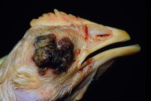 Hindi Hastalıkları Belirtileri ve Tedavisi