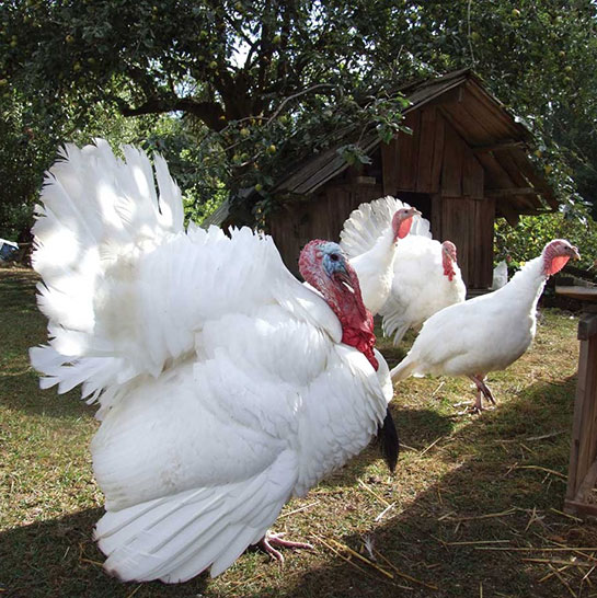 Beyaz Hindi Türleri ve Özellikleri