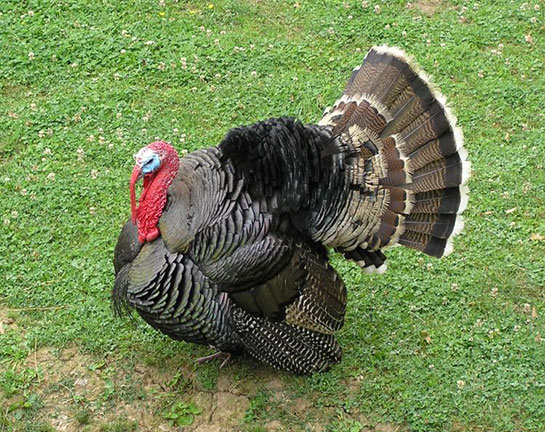 Erkek Hindi Türleri ve Özellikleri